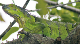 Young female green iguana