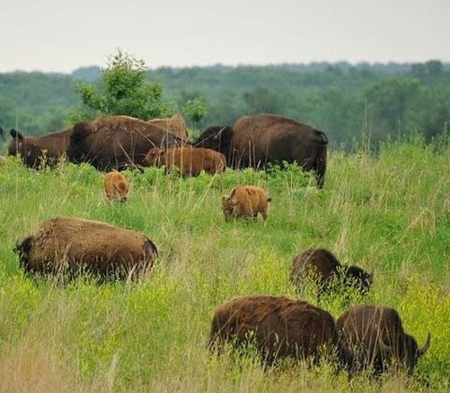 Buffalo in the Nachusa Grasslands