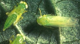 Close-up of three small green inspects on a leaf