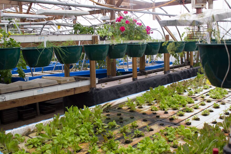 020918_am_nutrition_lettuce.jpg