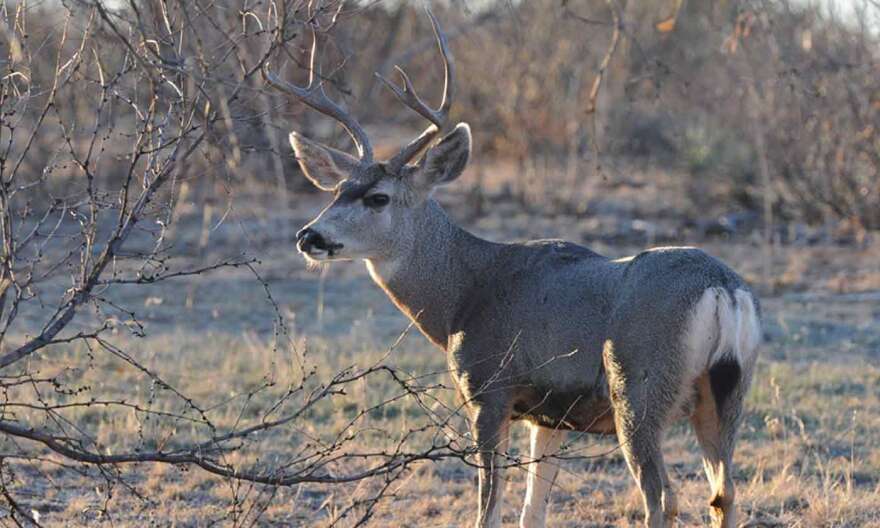 mule-deer