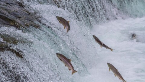 Sockeye salmon jumping up Brooks falls during the annual migration at Katmai National Park, Alaska