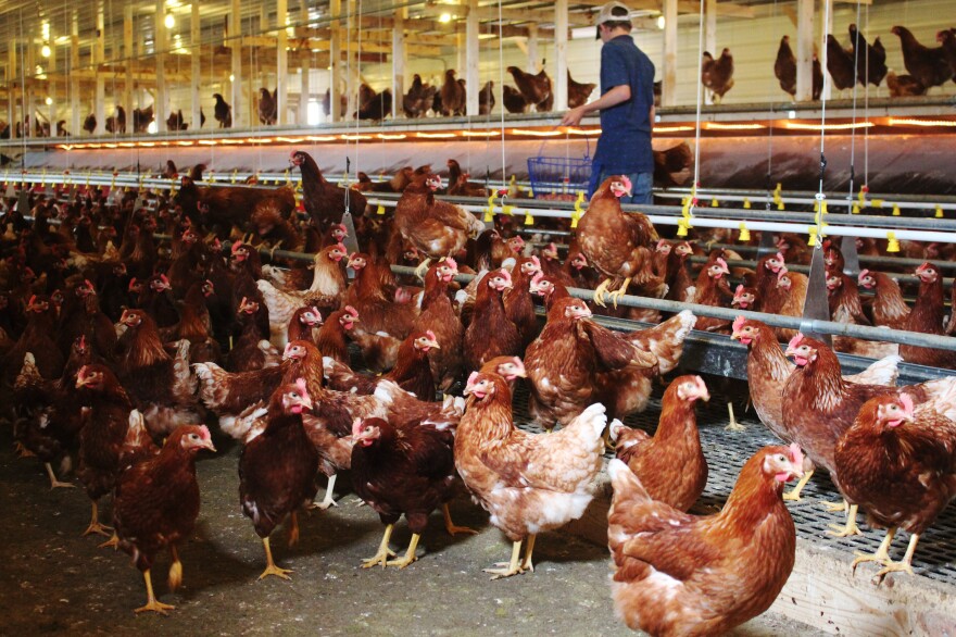 Free-range houses allow chickens to move around freely, but critics say the birds are more frequently injured than those in cages.