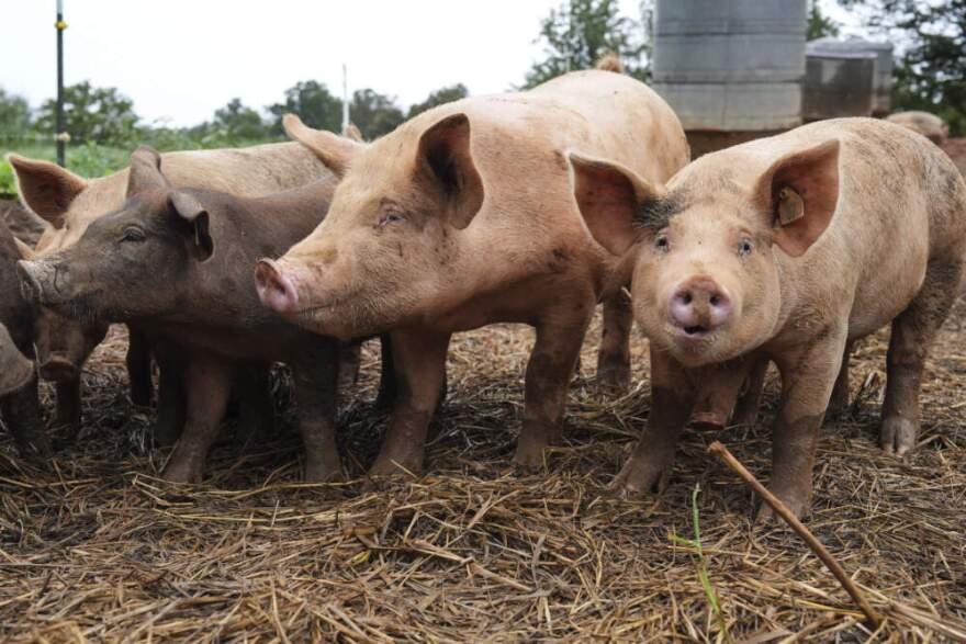 Pigs on a farm. (Matt Kelley/AP)