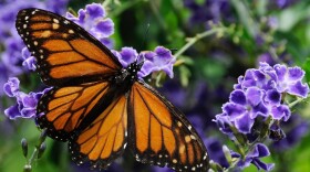 In this Oct. 21, 2013 file photo, a monarch butterfly lands on a confetti lantana plant. (Pat Sullivan/AP)