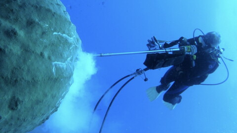 A scuba diver takes a core sample of coral from a reef in Flower Garden Banks National Marine Sanctuary.