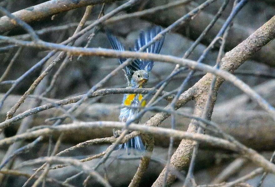 Richard LeTourneau submitted this image - Immature Prothonotary Warbler