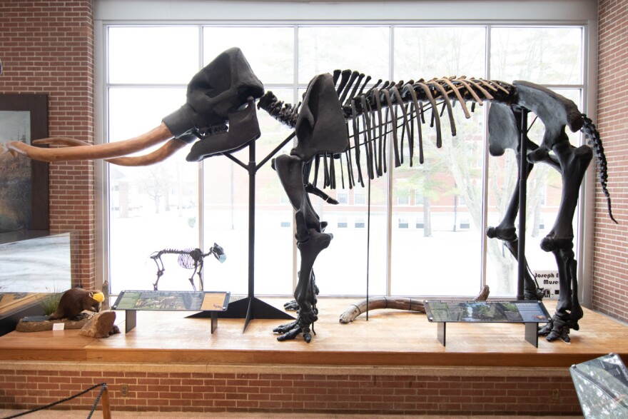 A black skeleton of fossilized remains in the shape of a mastodon stands on a raised platform in front of a window.