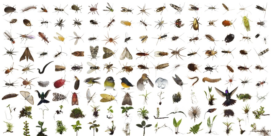 Part of the contents of One Cubic Foot, more than 150 different kinds of plants and animals were found in the Monteverde cube over 100 feet up in the canopy of a Strangler Fig Tree, Location: Monteverde Cloud Forest Biological Reserve, Costa Rica.