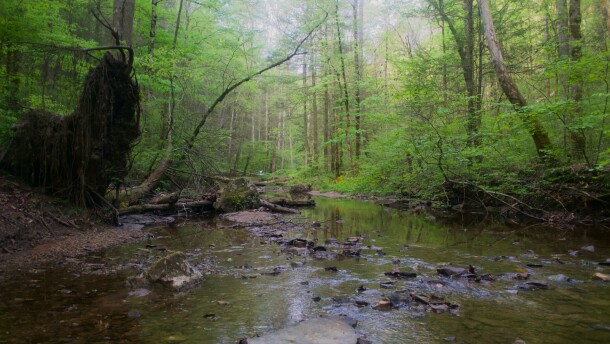 A photo of a rocky creek in central Kentucky. The creek runs down the middle of the screen vertically, with vibrant green trees on either side. The trees are reflected in the water. The water in the foreground is clear, and rocks can be seen beneath the surface.
