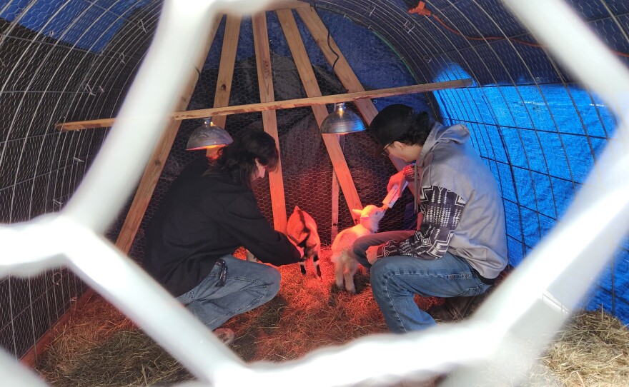 Tunkhannock students Lucas Ciprich and Keegan Franko feed the goats inside the enclosure.