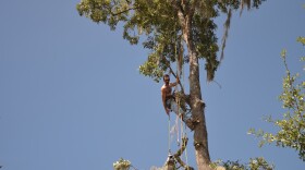 David Giles cuts limbs off a pine tree in Gainesville, Fla. Thursday, September 7, 2017 in preparation for Hurricane Irma (Darcy Schild/WUFT News)