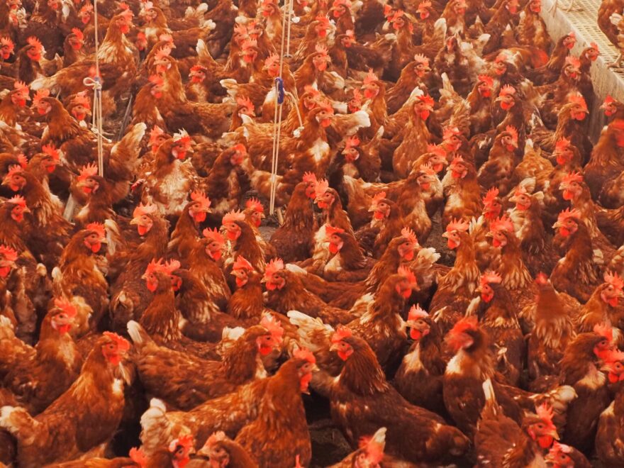 Hundreds of pasture-raised chickens are pictured at a poultry farm near Stilwell, Oklahoma, on Monday, Feb. 9, 2026.