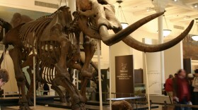 The Ice Age mammal is related to modern day elephants.