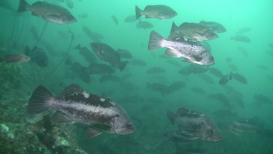 A school of black rockfish. Older female black, yellowtail, and canary rockfish have been missing from fishery data for decades.
