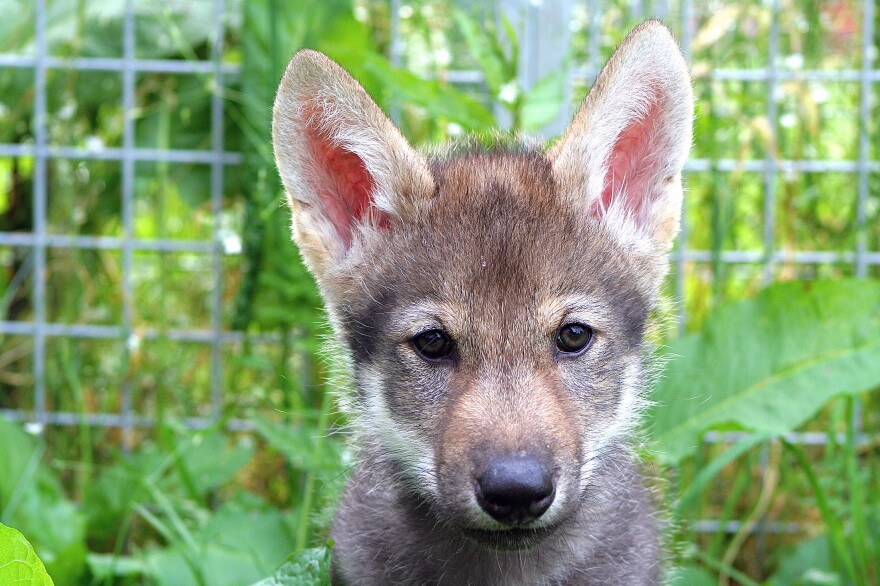 Scientists put several litters of wolf puppies through a standard battery of tests. Many pups, such as this one named Flea, wouldn't fetch a ball. But then something surprising happened.