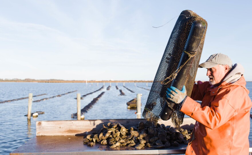 Image of Jay Styron working with oysters