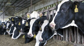 Although these cows are milked 400 miles upstream from the Chesapeake Bay, they could be part of the pollution problem that has vexed the nation’s largest estuary for decades. Manure and other pollution from parts of six states and Washington, D.C., all drain into the bay.