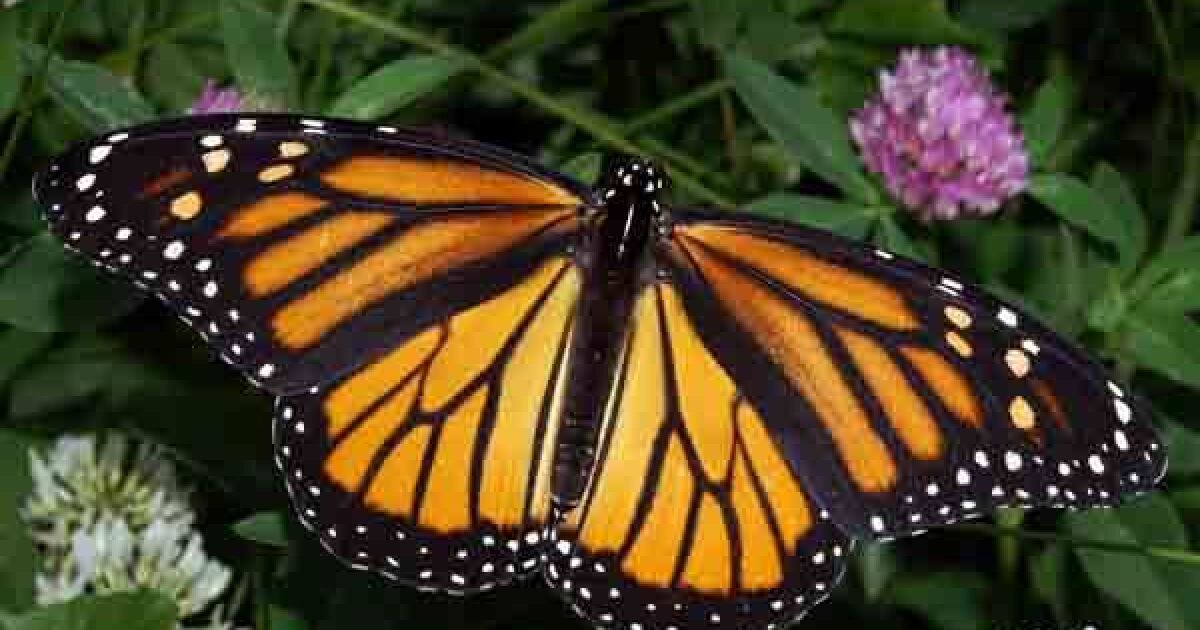 Upstate NY sightings of monarch butterfly in danger WRVO Public Media