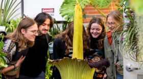 Visitors experience rotten-flesh smell of GVSU's corpse flower in the Barbara Kindschi Greenhouse