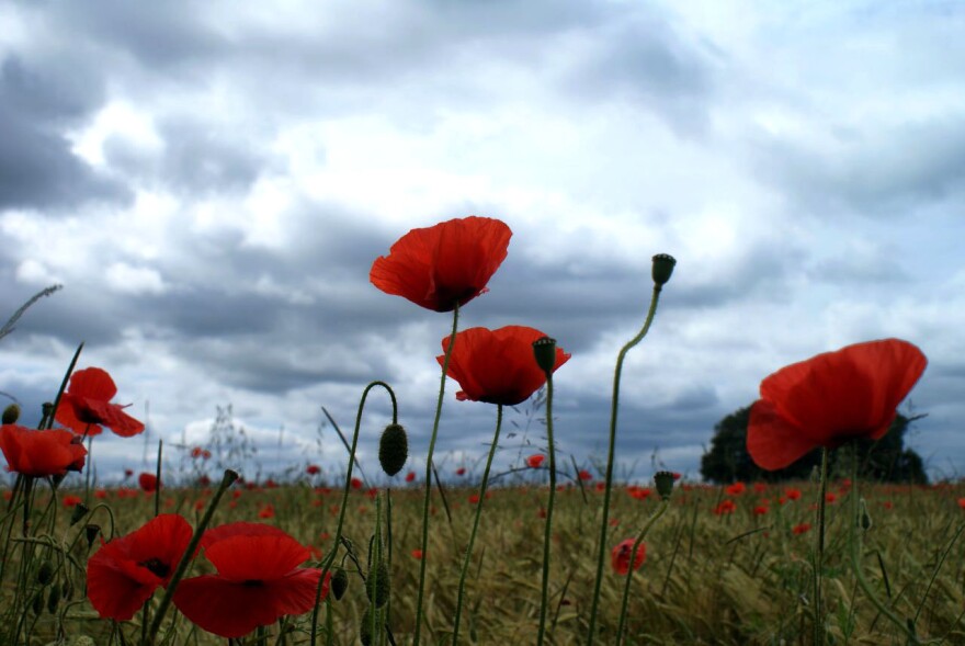 Poppies.