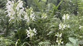 The Office of Kentucky Nature Preserves has been working to restore native wetlands on the Cumberland Plateau and the white fringeless orchids, a federally threatened plant.