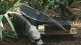 This 17-year-old, 90-pound giant anteater is the newest guest animal at Tallahassee Museum