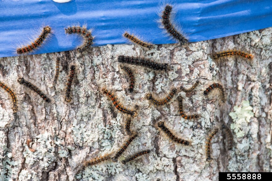 A band of painter's tape around a tree trunk is used to trap some later instar spongy moth caterpillars, showing their distinctive red and blue dot pattern.