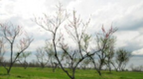 A peach tree is in bloom at the Kentucky State University Research Farm. According to Adam Watson with the Kentucky Department of Agriculture, fruit trees are typically at the mercy of the weather.