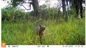 Bobcat at Audubon Corkscrew Swamp Sanctuary.