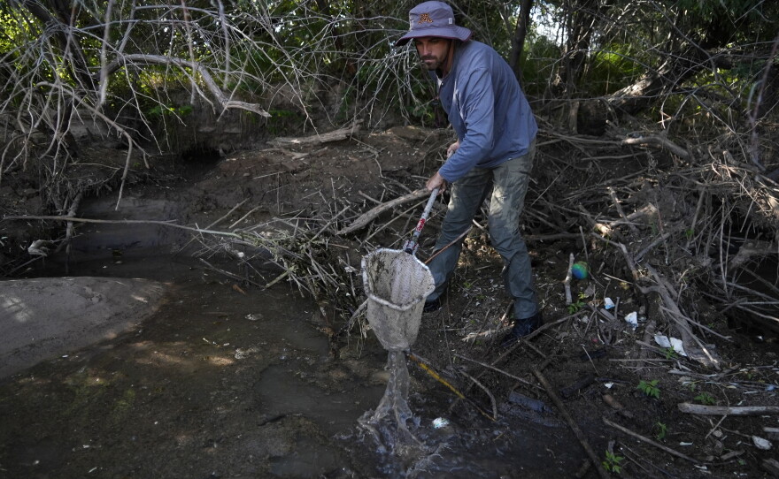A fish biologist works to rescue the endangered Rio Grande silvery minnows from pools of water in the dry Rio Grande riverbed Tuesday, July 26, 2022, in Albuquerque, N.M. For the first time in four decades, the river went dry and habitat for the endangered silvery minnow — a shimmery, pinky-sized native fish — went with it. (AP Photo/Brittany Peterson)