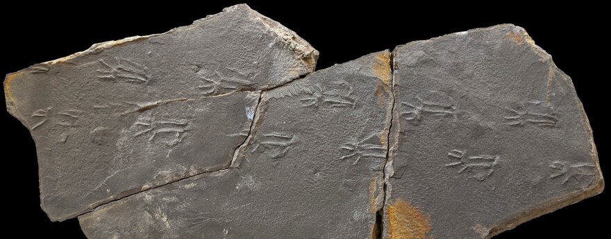 Fabulous fossil trackway (Cincosaurus cobbi) made by a primitive reptile in Walker County, Alabama.