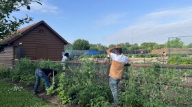 Three students from Sinclair Community College's English as a Second Language program work on the Flyer Farm during a hot summer day