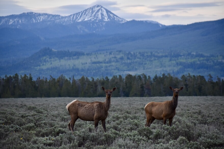 Grand-Teton-elk-druzin-062019.jpg