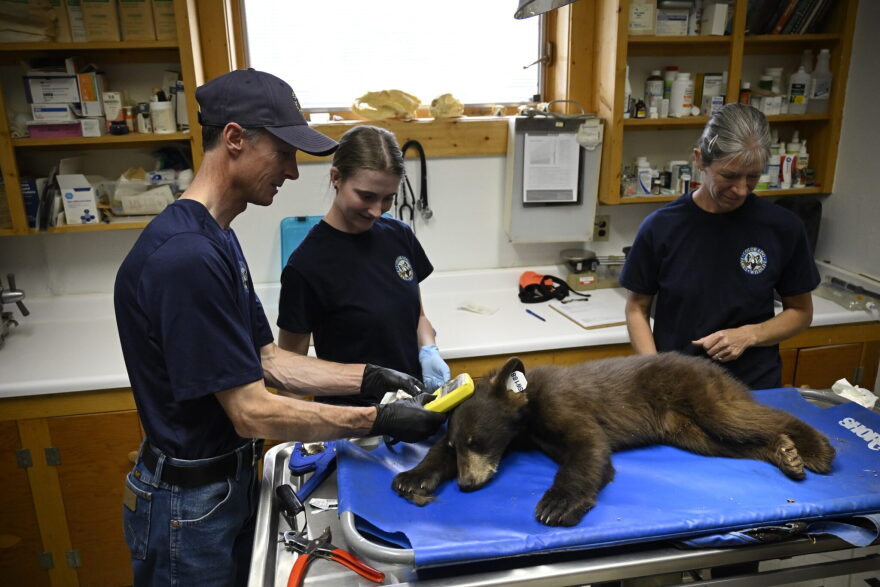 A small black bear lies on a table surrounded by people wearing latex gloves.