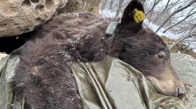 A bear rests on a plastic tarp. 