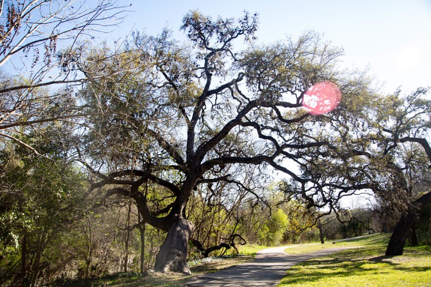Seiders Oak trees along a trail.