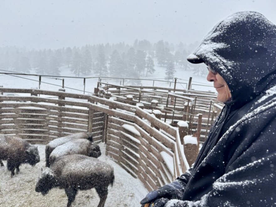 A man stands above bison in a snowy pen, looking down at them.
