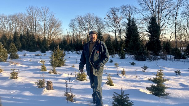 Matt Quinn walks the fields of his Christmas tree farm in Cornville.