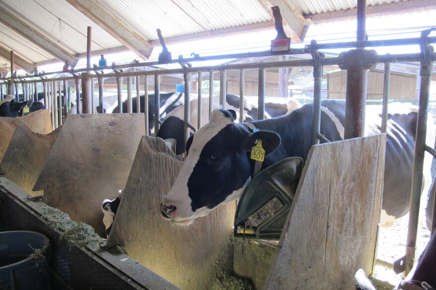 The scientists found a dramatic reduction in methane emissions from the cows that ate seaweed.