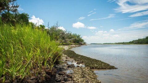 Oyster harvesting closes in the summer when oysters spawn.