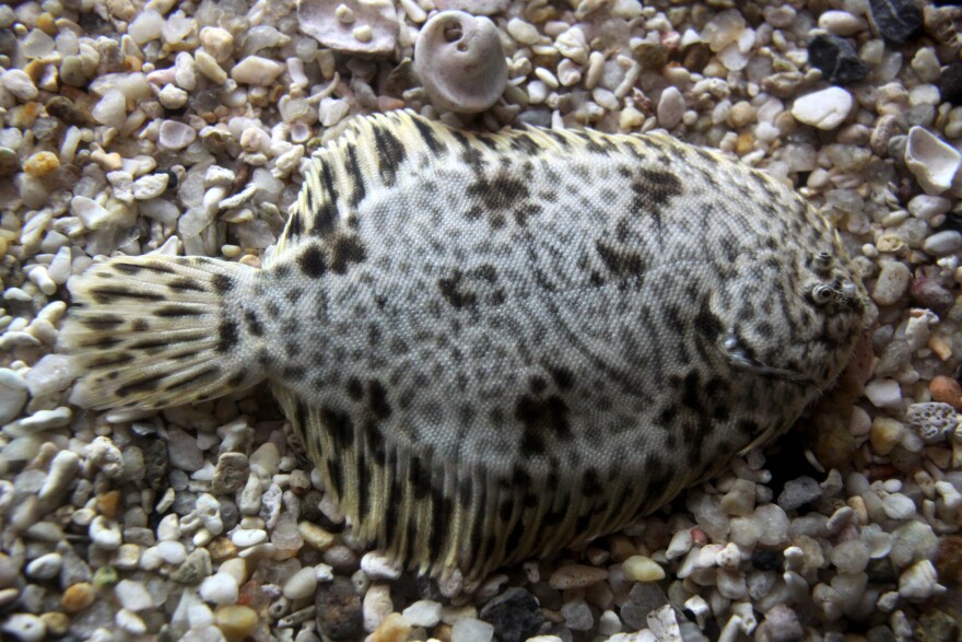Summer flounder lie flat on the bottom, blending with their surroundings, while waiting for a meal to come along.