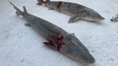 Two lake sturgeon speared during the Feb. 1, 2025 limited season.