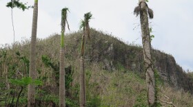 Hurricane María's 150-mph winds destroyed the tropical rainforest's canopy and stripped trees bare. Scientists believe as many as one-fifth of the forest's trees may eventually die from the storm's effects.