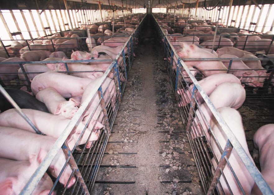 The looming danger was hog farms.