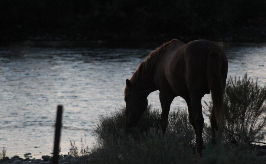 wild horse along the Salt River 