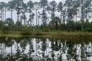 A canal reflects a row of pine trees in Pal-Mar in Martin County.