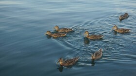 Ducks on a pond