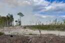 Drought conditions seen during the Railroad Fire in mid-2026 in Northeast Florida.