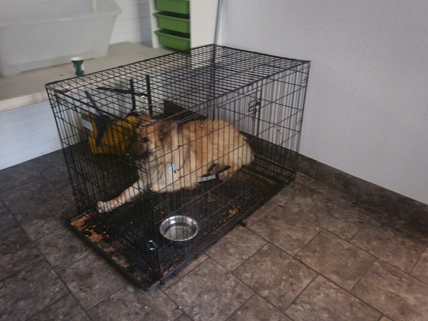 Arizona Animal Welfare League dog